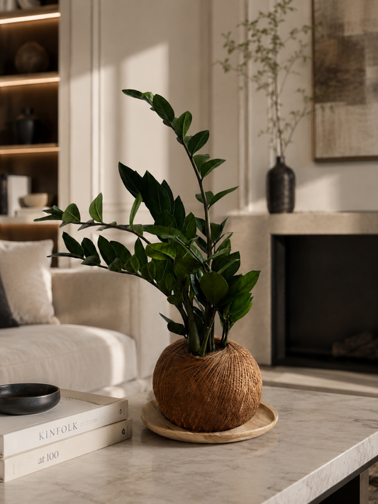 Kokedama Zamioculca